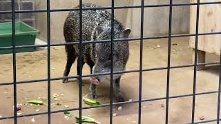 お部屋で晩御飯を食べるアイちゃん マイちゃん ミイちゃん【未公開編】【上野動物園】クビワペッカリー