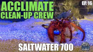 ACCLIMATE Your Clean-Up Crews To Increase Their Longevity - Saltwater 700