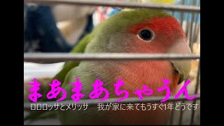 201211　ロロロッサとメリッサ　我が家に来てもうすぐ1年どうですか？　小桜インコ　我が家の天使たち5羽α