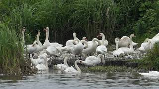 コブハクチョウの群れ　Mute Swan