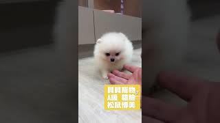 貝貝寵物專業犬舍