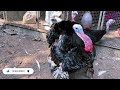 ടർക്കി കോഴി വളർത്തൽ ലക്ഷങ്ങൾ വരുമാനം incredible poultry farm technology produce million turkeys