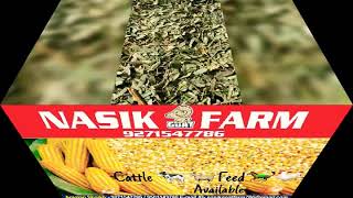 Soybean Bhusa, Tuwar bhusa, Chana bhusa, Hari Patti, makkai, maize silage supplier 8626092786 Nashik