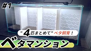 完成された4部屋完備のベタマンションを詳しく解説【ベタ飼育】