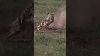 One of the Greatest Pursuits: Cheetah's 🐆 Chase