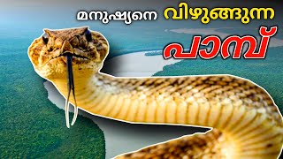 മനുഷ്യനെ വിഴുങ്ങുന്ന പാമ്പ് ടൈറ്റനോബോവ | Most Dangerous Snake in the World Malayalam Facts