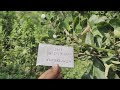 white biba seeds genuine letest video call me 📲 6205814024 safed biba ready to sell