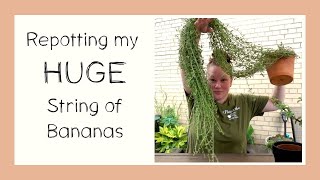 Repotting my HUGE String of Bananas | How to repot an overgrown trailing plant