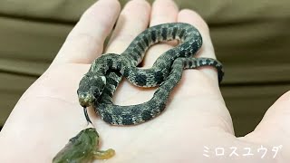 【EUヤマカガシの捕食】赤ちゃんヘビをハンドリング＆餌やり#4♦️Handle \u0026 feed baby snakes natrix natrix schweizeri