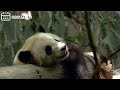 2024.5.21 bao yuan 02 giantpanda