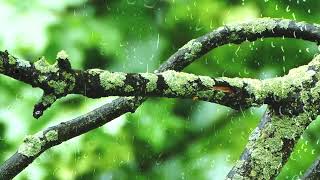 비오는 공원 풍경 불면증과 수면을 위한 최고의 빗소리 ASMR 백색소음