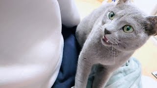 【猫動画】嫁にはご飯のおかわりを要求するロシアンブルー【russianbule】Russian Blue asks for a second helping of rice