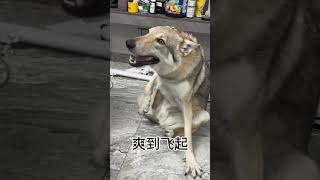 不是 你可是捷克狼啊……创作灵感 捷克狼犬 萌宠出道计划 搞笑 铲屎官日记