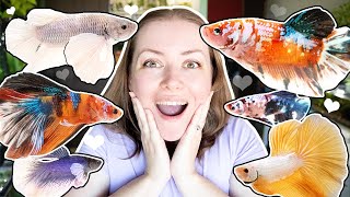 Unboxing OVER 1,000 🔸 BETTA FISH