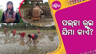 ମୂଲ୍ ହେଇଗଲାନ ପଲ୍‌ହା ରୁଆ ବାକି କାଏଁ ହେଲାଯେ ଚିନ୍ତାନେ ଚାଷୀ