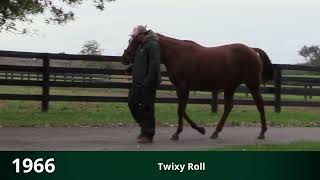 Hip #1966/Twixy Roll - Broodmare by Roll Hennessy Roll - Twixy (IF to Malibu Moon)