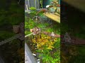 Chill cùng những chiếc hồ cá tại THẾ TRIỀU GUPPY FARM | Huynk.Link 09.04