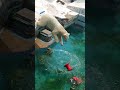 プールの水減ってるよ！…😱🐻‍❄️　24.7.9 12 32　 ホウちゃん　 ホッキョクグマ   天王寺動物園　 しろくま　 シロクマ　 polarbear bearlympics　