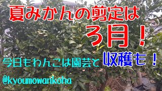 夏みかんの剪定は３月！・今日もわんこは園芸と