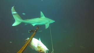 Red Snapper Spearfishing on Opening Weekend \u0026 Aggressive Shark - Destin, FL - 6.17.23