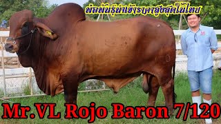 สุดวัวยอดพ่อพันธุ์นำเข้าสายต่าง Mr.VL Rojo Baron7/120พันธุ์กรรมแดงทั้งสายพ่อและแม่เส้นหลังตรง สมส่วน