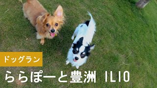 【おすすめドッグラン】ILIO ららぽーと豊洲ドッグランを紹介（GoPro撮影）