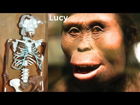 What time period did Australopithecus afarensis live?