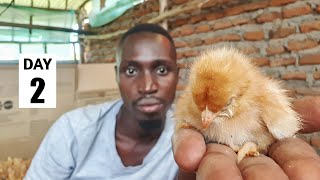 I'm Losing My Baby Chicks! - Brooding Day 2