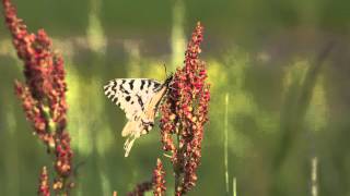 風に耐えるホソオチョウ♂ 【4K】 Dragon Swallowtail