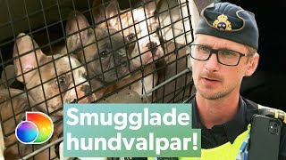 Tullen misstänker smuggling när de hittar gömda hundar | Gränsbevakarna Sverige | discovery+