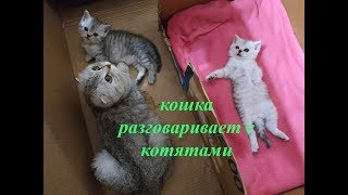 Мама Кошка разговаривает и ухаживает с ее милыми мяукающими котятами Мяу