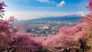 【駅から歩く河津桜の園】第25回まつだ桜まつり2024.2.24 西平畑公園 　Matsuda Cherry Blossom Festival