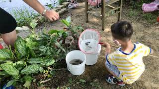 Taiwan 桃園景點，#一日遊-觀音區 蓮花季 水蓮之鄉休閒蓮園~賞蓮花、釣螯  蝦、景色一次滿2022/6/20