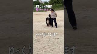 １歳5ヶ月の散歩＃shorts #バーニーズマウンテンドッグ #可愛い#愛犬 #1歳の散歩＃父と母の散歩の違い