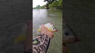 ฟลายฟิชชิ่งแม่น้ำปิงปลาตะพาก #like #subscribe #true #fishing