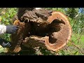 feral honeybee tree colony removal fallen tree bees