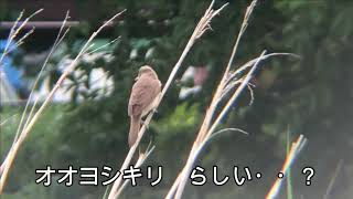 軽米町内の雪谷川で野鳥観察をしてみた