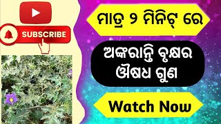 Benefits Of Ankaranti Tree||ଅଙ୍କରାନ୍ତି ବୃକ୍ଷର ଔଷଧ ଗୁଣ #viral #health tips odia