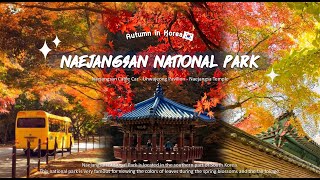 EP01 🍂Autumn in South Korea || พาชมใบไม้เปลี่ยนสีที่ Naejangsan National Park🌳