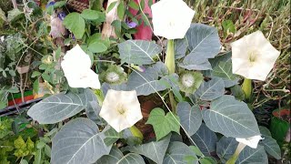 हमारे शिव जी का Favourite फूल धतूरा moon flower के बारे मे