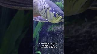 Arowana: The Majestic Dragon !✨#fish #aquarium #arowana #ytshorts #shorts #interesting facts