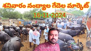 శనివారం నంద్యాల గేదెల మార్కెట్ || Nandyal Buffalo Market | గేదెలు కొన్న సమాచారం | नंदयाला भैंस बाजार