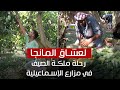 لعشاق المانجو.. رحلة لمزارع ملكة الصيف في الإسماعيلية