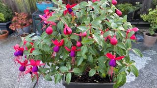 Bringing A Fuchsia Indoors For Winter