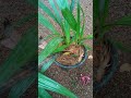 ഗ്രൗണ്ടോർക്കിഡ് റീപ്പോട്ടിങ് groundorchid repotting gardening