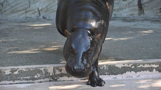 【東山動植物園公式】コビトカバのコユリ《 コビトカバ 》