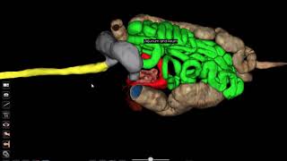 Anatomage Table: Digestive system structures