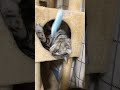 超高速猫パンチはコチラ！