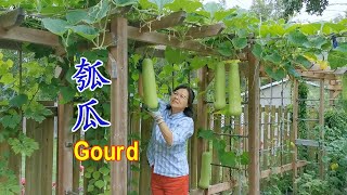 收了很多瓠瓜 如何快速切片并且厚薄均匀的晾晒瓠瓜干 Dried Gourd