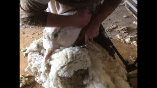 Shearing ewe lambs and old rams - Family farm life